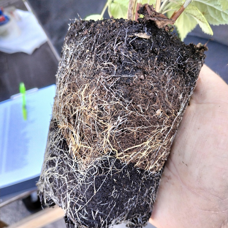 Гортензия крупнолистная Ю энд Ми Мисс Саори 1 шт Р9